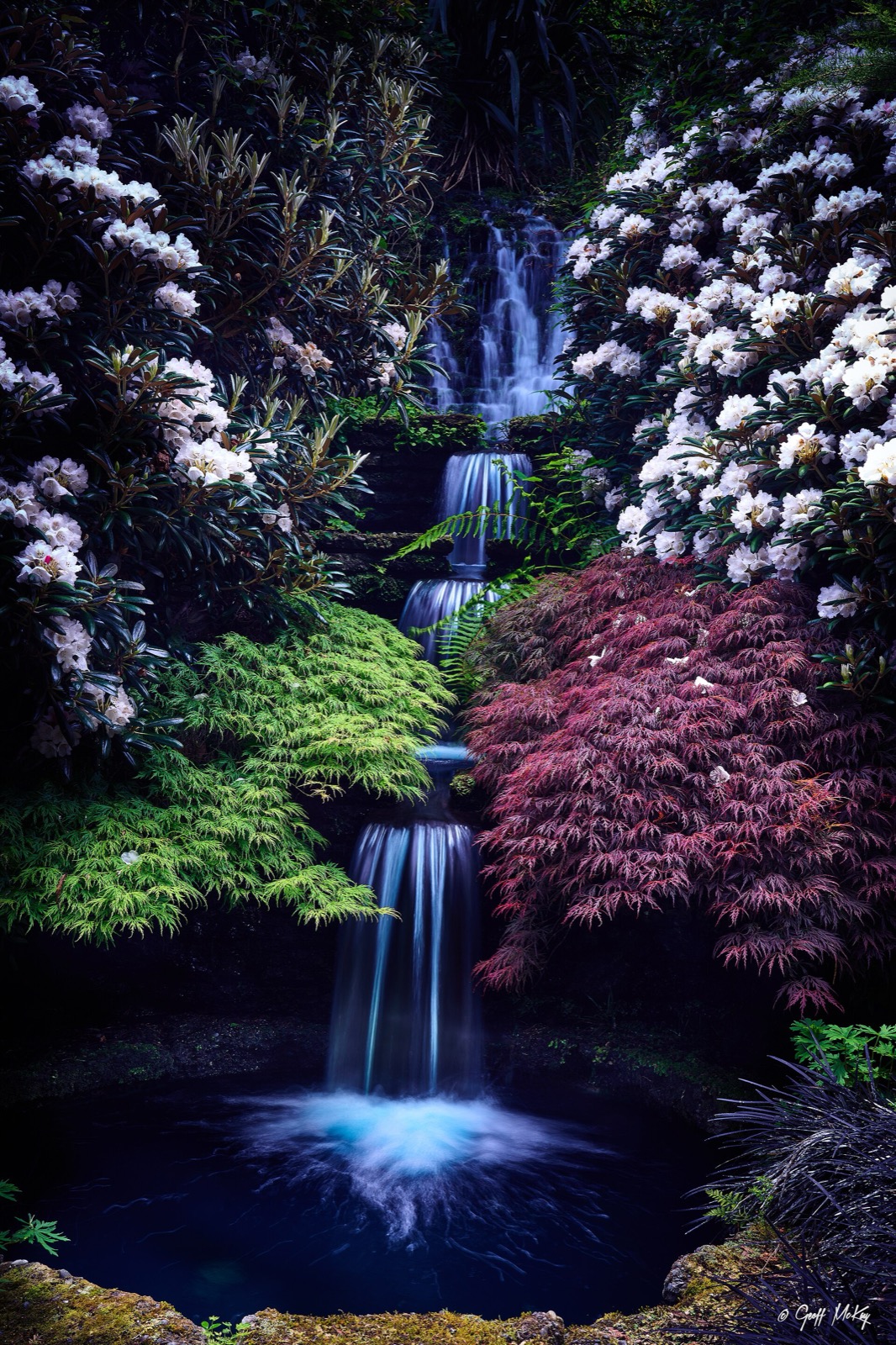 A waterfall and rhododendrons at Cross Hills Gardens, a wedding photo location in the Manawatū